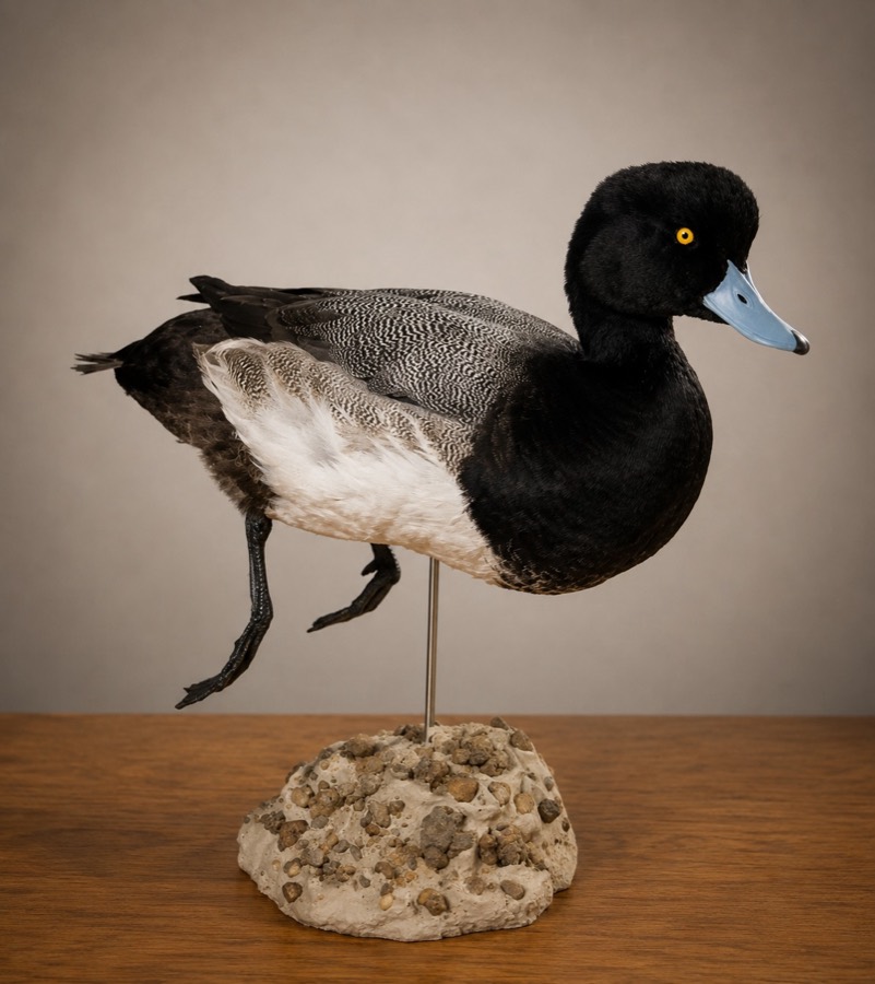 Bluebill drake mounted swimming on a river-rock base, black head and blue bill.