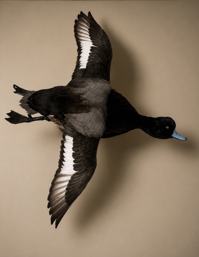 Bluebill drake mounted in flight, white wing stripes visible.