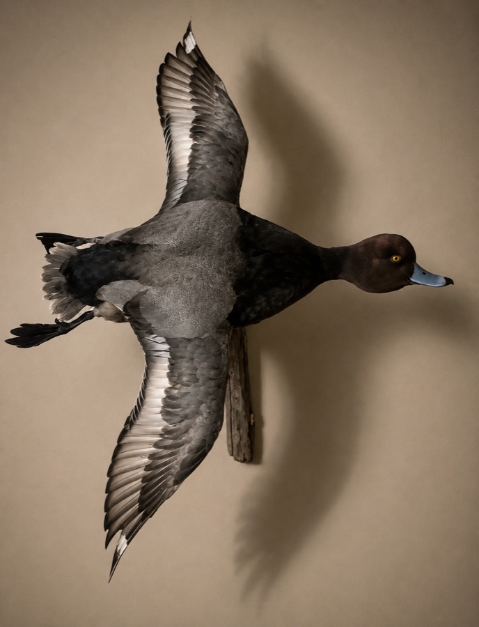 Redhead drake mounted in flight, banking with wings spread.