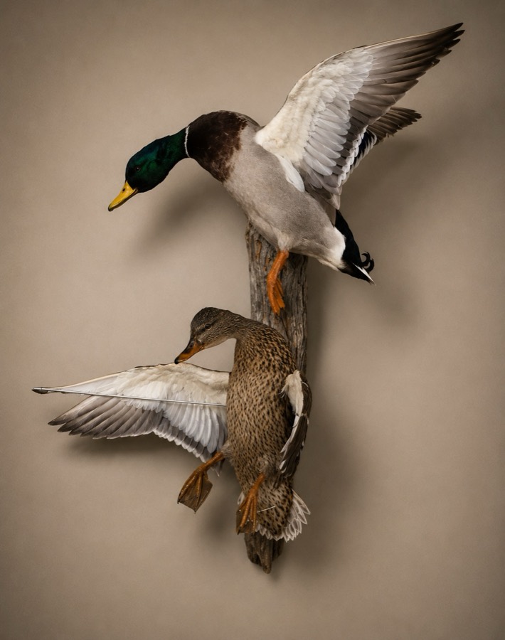Mallard drake and hen mounted together, both with wings spread in flight.